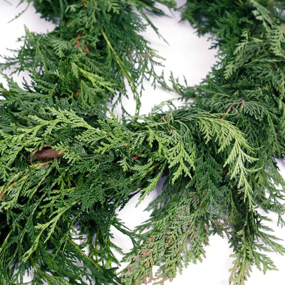 VAN ZYVERDEN 15 ft. Fresh Cut Pacific Northwest Western Red Cedar Coil Garland