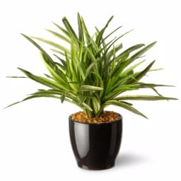 National Tree Company 10.5 in. Artificial Mini Dracaena Plant in Gloss Black Ceramic Pot thumbnail 1