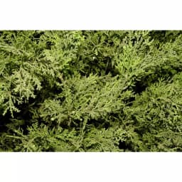 National Tree Company 20 in. Global Juniper Artificial Evergreen Bush in Dark Green Round Growers Pot thumbnail 2