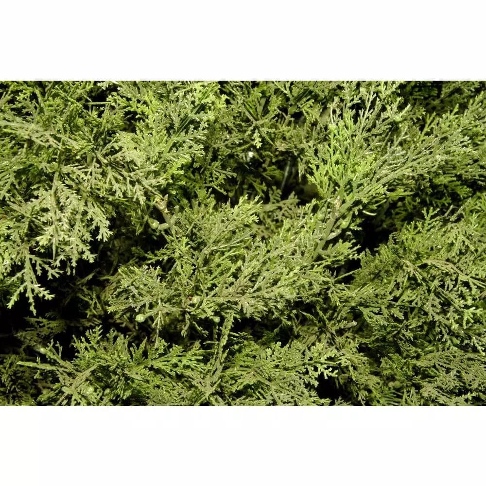 National Tree Company 20 in. Global Juniper Artificial Evergreen Bush in Dark Green Round Growers Pot