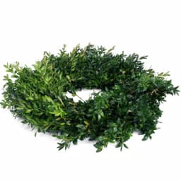 VAN ZYVERDEN 22 in. Live Fresh Cut Blue Ridge Mountain Boxwood Christmas Wreath thumbnail 2