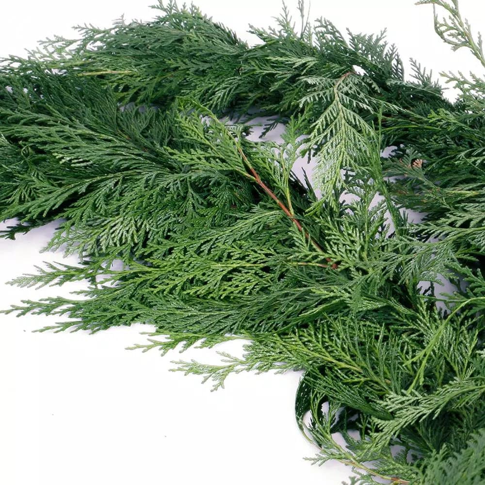 VAN ZYVERDEN 15 ft. Fresh Cut Pacific Northwest Western Red Cedar Coil Garland