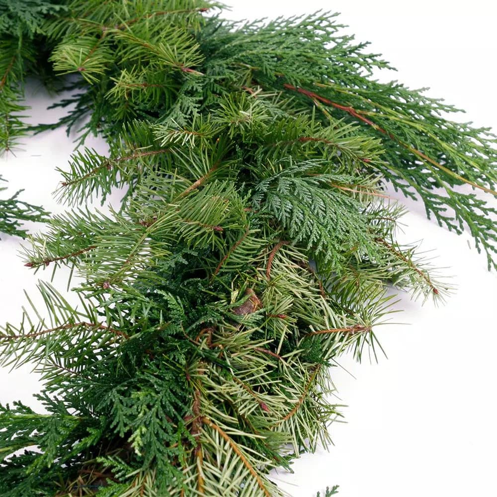 VAN ZYVERDEN 10 ft. Fresh Cut Pacific Northwest Douglas Fir and Western Red Cedar Mix Coil Garland