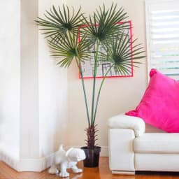 Nearly Natural 7 ft. UV Resistant Indoor/Outdoor Artificial Fan Palm Tree with Black Pot thumbnail 3