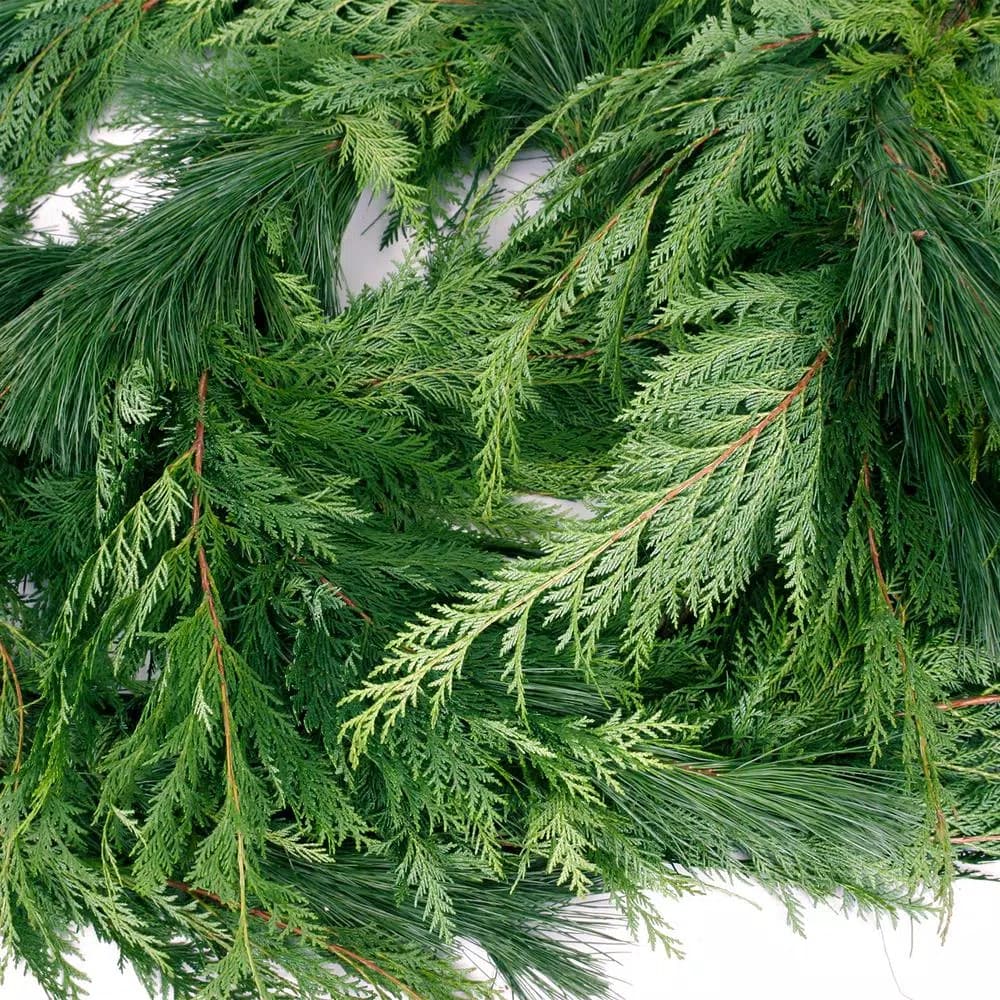 VAN ZYVERDEN 25 ft. Fresh Cut Pacific Northwest Princess Pine and Western Red Cedar Holiday Garland