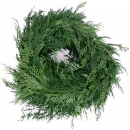 VAN ZYVERDEN 25 ft. Live Fresh Cut Pacific Northwest Western Red Cedar Mix Coil Garland thumbnail 4