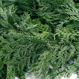 VAN ZYVERDEN 25 ft. Live Fresh Cut Pacific Northwest Western Red Cedar Mix Coil Garland thumbnail 5