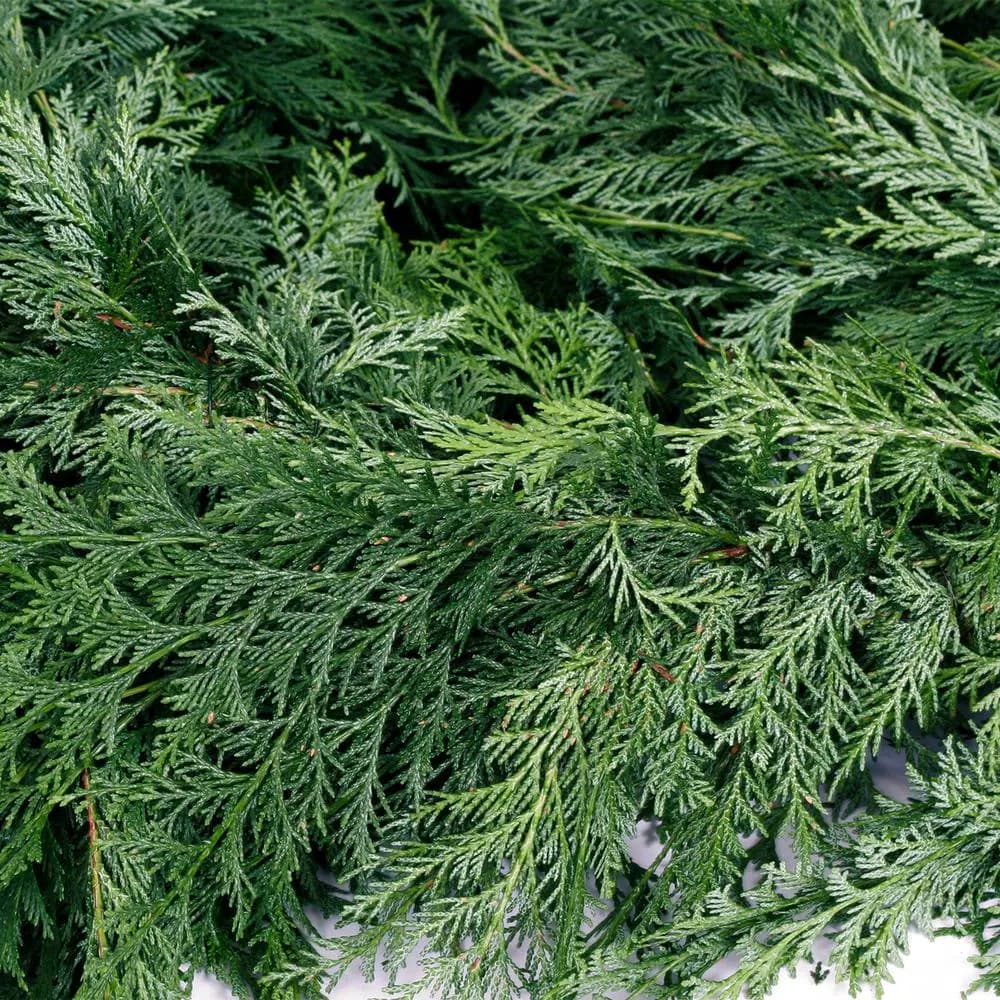 VAN ZYVERDEN 25 ft. Live Fresh Cut Pacific Northwest Western Red Cedar Mix Coil Garland