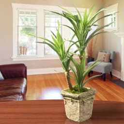 Unbranded 14 in. Artificial Green Yucca Plant in Distressed Cement Style Pot thumbnail 4