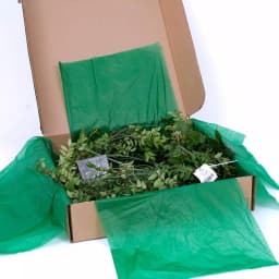 VAN ZYVERDEN 6 ft. Fresh Cut Pacific Northwest Deluxe Evergreen Holiday Garland Mix Coil Runner thumbnail 6