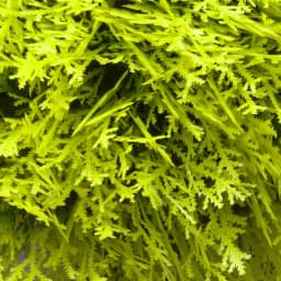 National Tree Company 15 in. Golden Juniper Bush with Green Pot - Artificial Evergreen Plant thumbnail 4