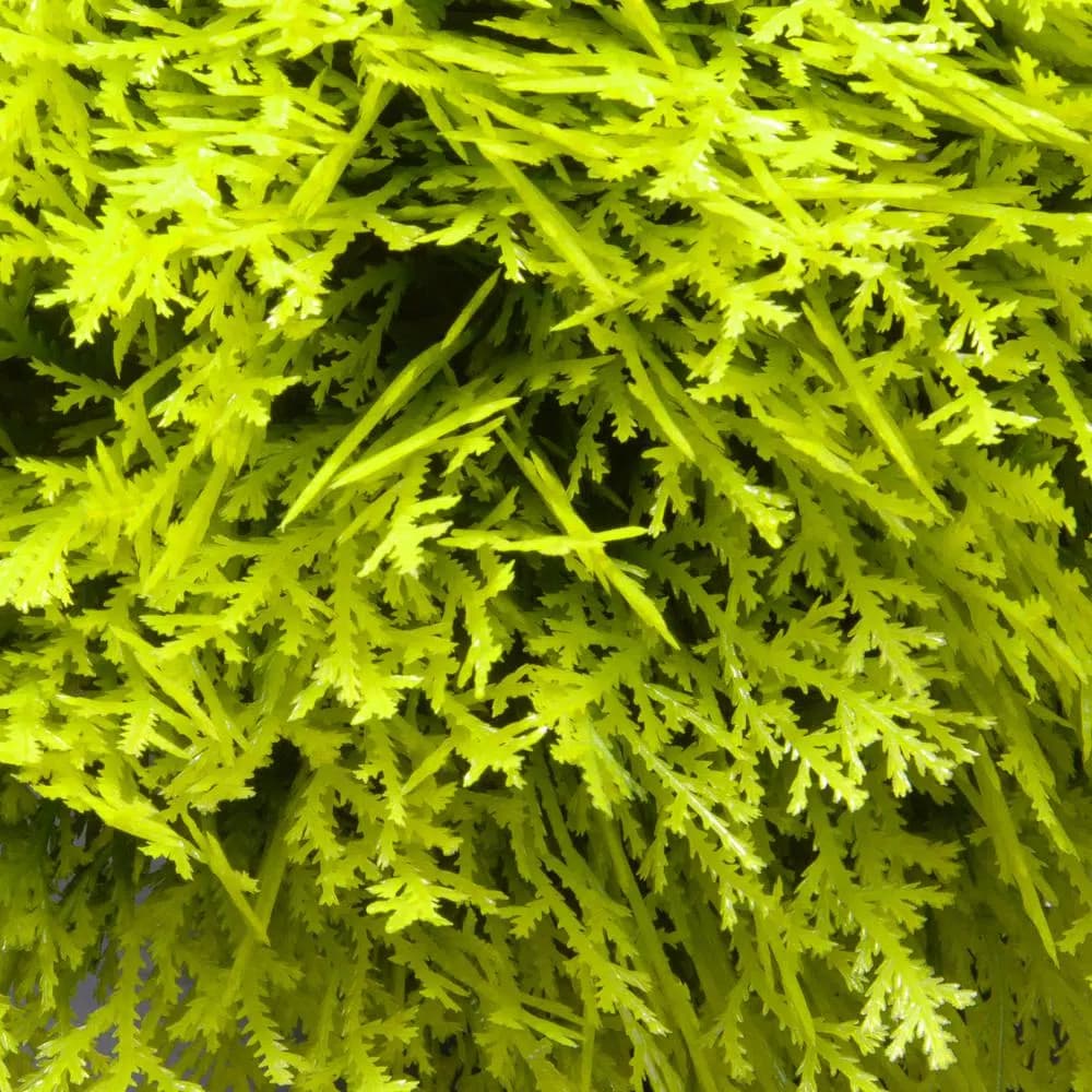 National Tree Company 15 in. Golden Juniper Bush with Green Pot - Artificial Evergreen Plant