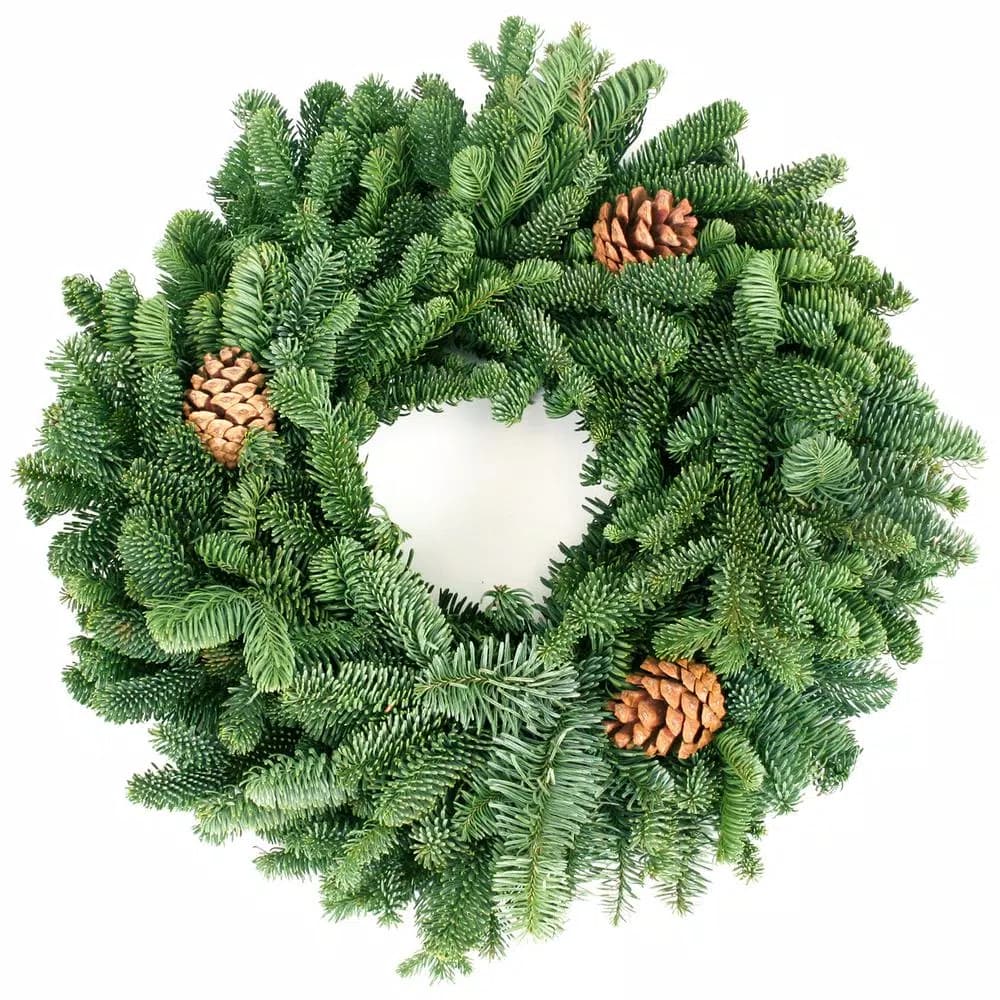 VAN ZYVERDEN 16 in. Live Fresh Cut Pacific Northwest Noble Fir Christmas Wreath with Pine Cones