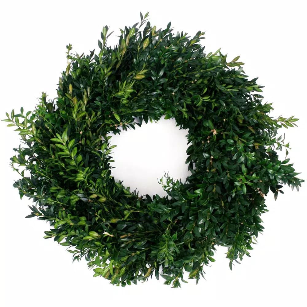 VAN ZYVERDEN 22 in. Live Fresh Cut Blue Ridge Mountain Boxwood Christmas Wreath