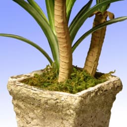 Unbranded 14 in. Artificial Green Yucca Plant in Distressed Cement Style Pot thumbnail 2