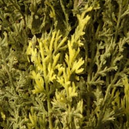 National Tree Company 42 in. Artificial Juniper Tree in White Pot - Indoor/Outdoor Topiary thumbnail 3
