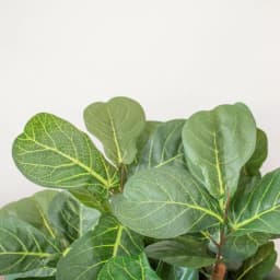 Nearly Natural 7 ft. Fiddle Leaf Fig Artificial Tree with Multiple Trunks and Black Pot thumbnail 4