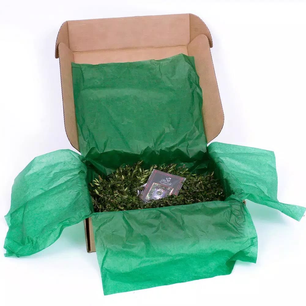 VAN ZYVERDEN 12 in. Live Fresh Cut Blue Ridge Mountain Boxwood Christmas Wreath