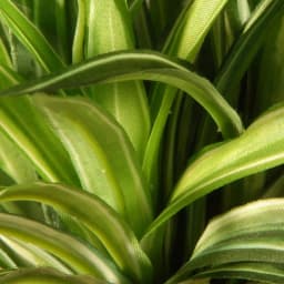 National Tree Company 10.5 in. Artificial Mini Dracaena Plant in Gloss Black Ceramic Pot thumbnail 3