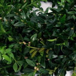 VAN ZYVERDEN 12 in. Live Fresh Cut Blue Ridge Mountain Boxwood Christmas Wreath thumbnail 3