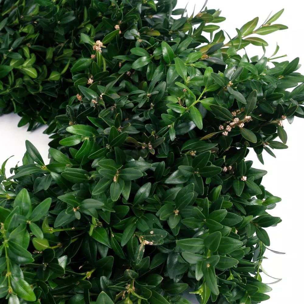 VAN ZYVERDEN 22 in. Live Fresh Cut Blue Ridge Mountain Boxwood Christmas Wreath