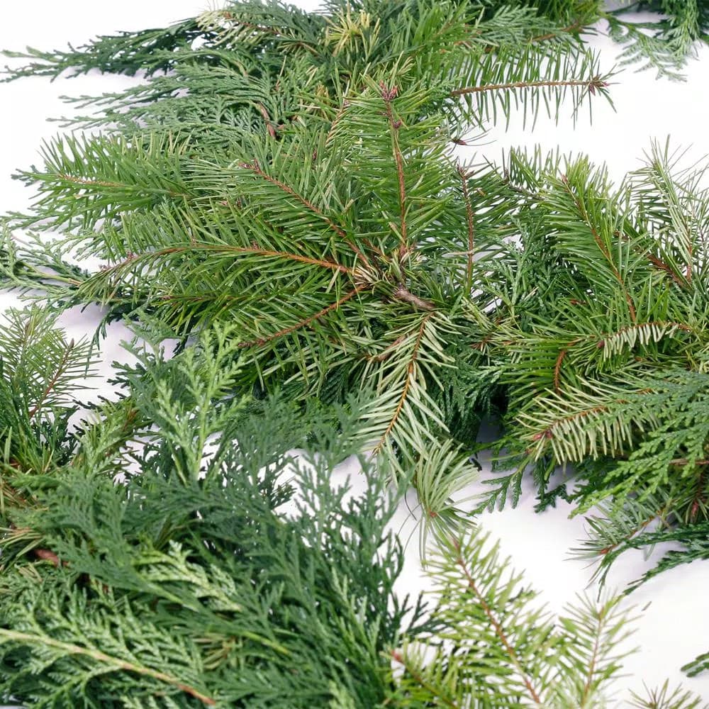VAN ZYVERDEN 10 ft. Fresh Cut Pacific Northwest Douglas Fir and Western Red Cedar Mix Coil Garland