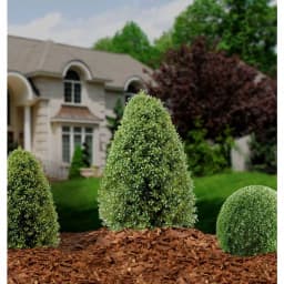 National Tree Company 3 ft. Artificial Boxwood Tree in Dark Green Round Plastic Urn thumbnail 3