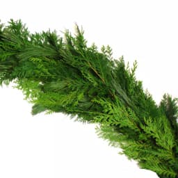 VAN ZYVERDEN 25 ft. Fresh Cut Pacific Northwest Princess Pine and Western Red Cedar Holiday Garland thumbnail 1