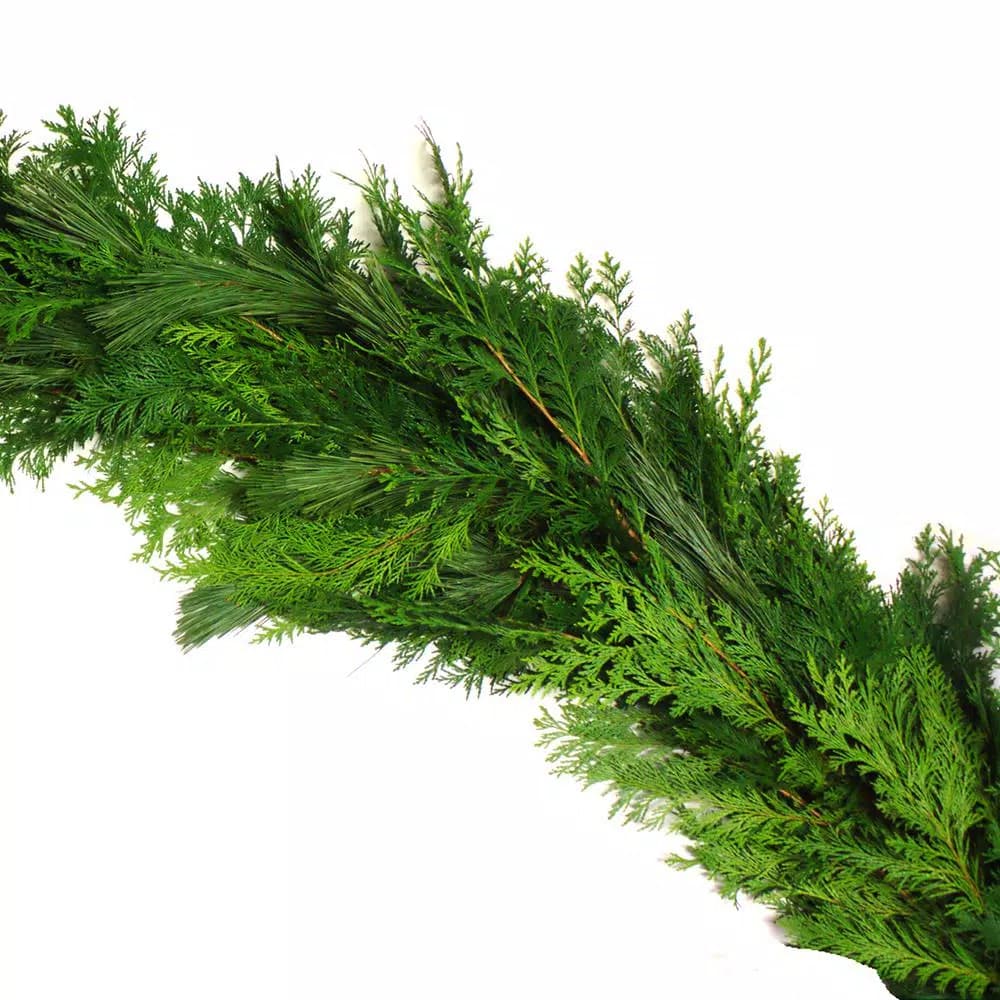 VAN ZYVERDEN 25 ft. Fresh Cut Pacific Northwest Princess Pine and Western Red Cedar Holiday Garland