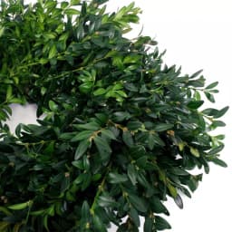 VAN ZYVERDEN 12 in. Live Fresh Cut Blue Ridge Mountain Boxwood Christmas Wreath thumbnail 4