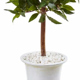 Nearly Natural Indoor Sweet Bay Mini Topiary Artificial Tree in White Grecian Ceramic Urn thumbnail 3