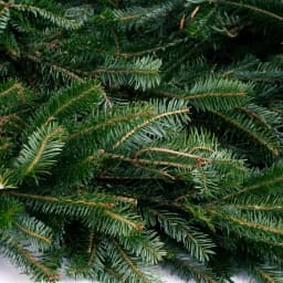 VAN ZYVERDEN 12 ft. Fresh Cut Blue Ridge Mountain Fraser Fir Coil Holiday Garland thumbnail 3