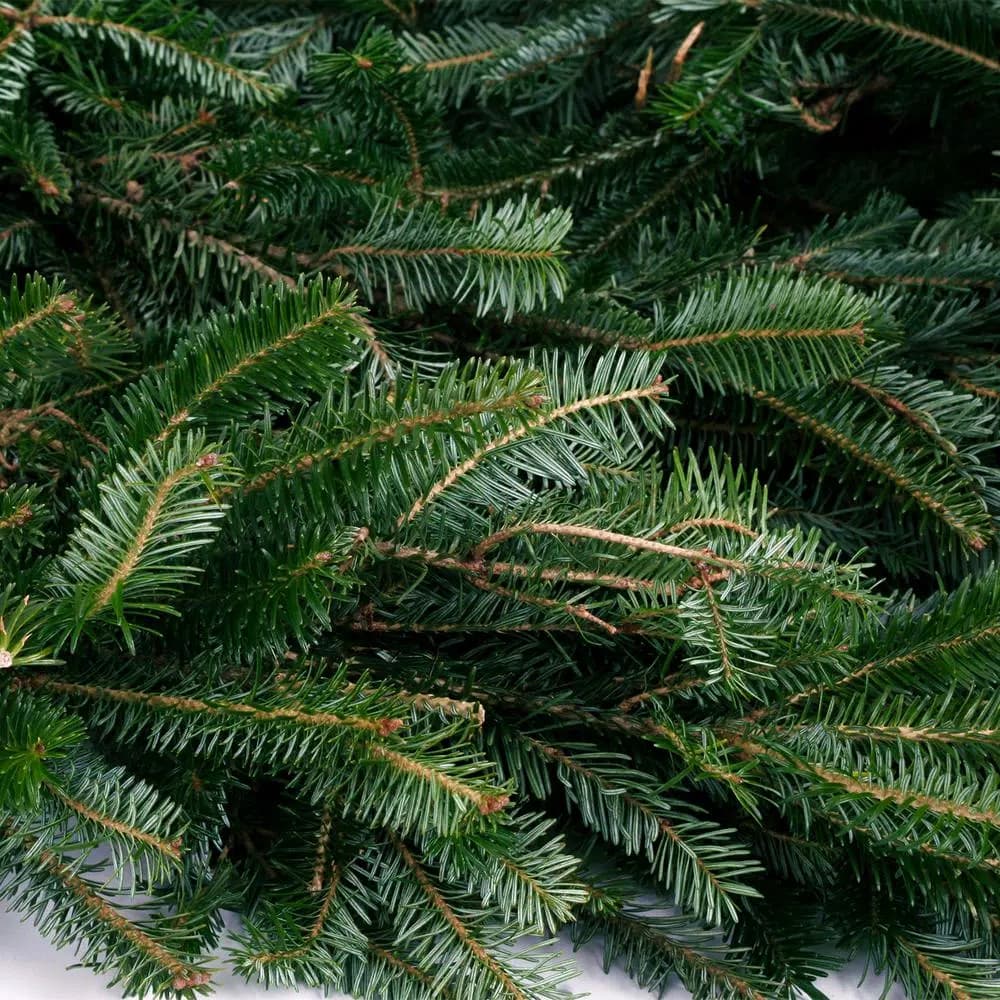 VAN ZYVERDEN 12 ft. Fresh Cut Blue Ridge Mountain Fraser Fir Coil Holiday Garland