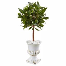 Nearly Natural Indoor Sweet Bay Mini Topiary Artificial Tree in White Grecian Ceramic Urn thumbnail 1
