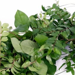 VAN ZYVERDEN 6 ft. Fresh Cut Pacific Northwest Deluxe Evergreen Holiday Garland Mix Coil Runner thumbnail 5
