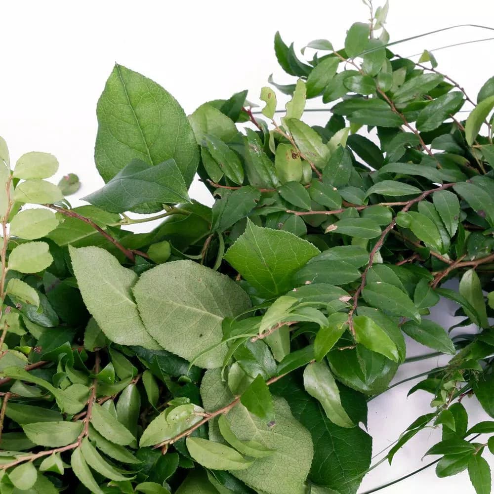 VAN ZYVERDEN 6 ft. Fresh Cut Pacific Northwest Deluxe Evergreen Holiday Garland Mix Coil Runner