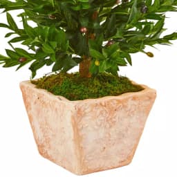 Nearly Natural 35-In. Artificial Olive Cone Topiary Tree in Terra Cotta Planter, UV-Resistant Indoor/Outdoor Decor thumbnail 3