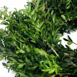 VAN ZYVERDEN 22 in. Live Fresh Cut Blue Ridge Mountain Boxwood Christmas Wreath thumbnail 4
