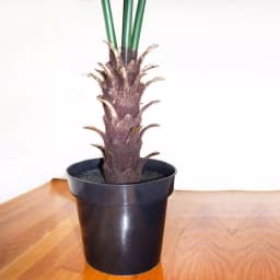 Nearly Natural 7 ft. UV Resistant Indoor/Outdoor Artificial Fan Palm Tree with Black Pot thumbnail 5
