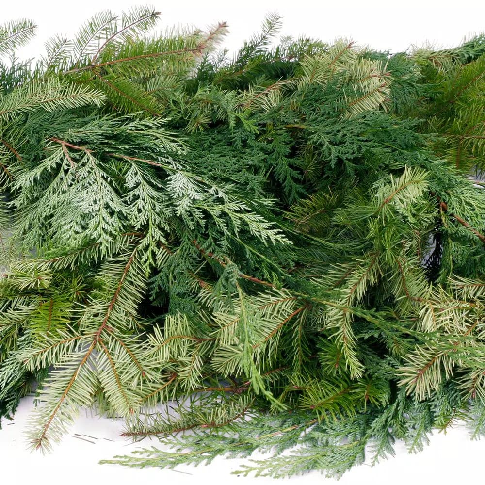 VAN ZYVERDEN 25 ft. Fresh Cut Pacific Northwest Douglas Fir and Western Red Cedar Mix Coil Garland