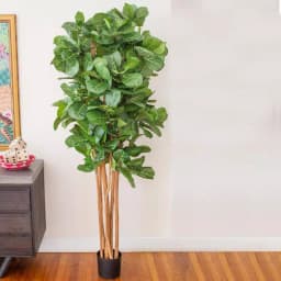 Nearly Natural 7 ft. Fiddle Leaf Fig Artificial Tree with Multiple Trunks and Black Pot thumbnail 2