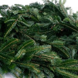 VAN ZYVERDEN 12 ft. Fresh Cut Blue Ridge Mountain Fraser Fir Coil Holiday Garland thumbnail 4