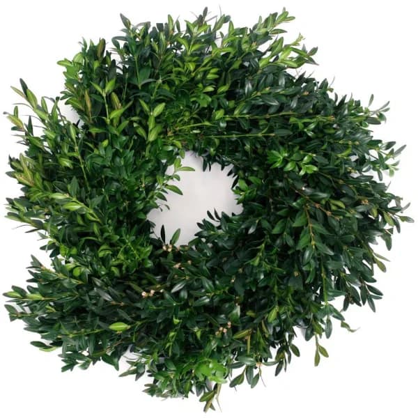 VAN ZYVERDEN 12 in. Live Fresh Cut Blue Ridge Mountain Boxwood Christmas Wreath