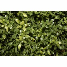 National Tree Company 30 in. Argentea Artificial Arborvitae Evergreen Bush in Green Round Growers Pot thumbnail 2