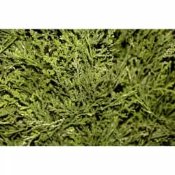 National Tree Company 5 ft. Artificial Juniper Cone and Ball Topiary Tree in Green Plastic Pot thumbnail 2