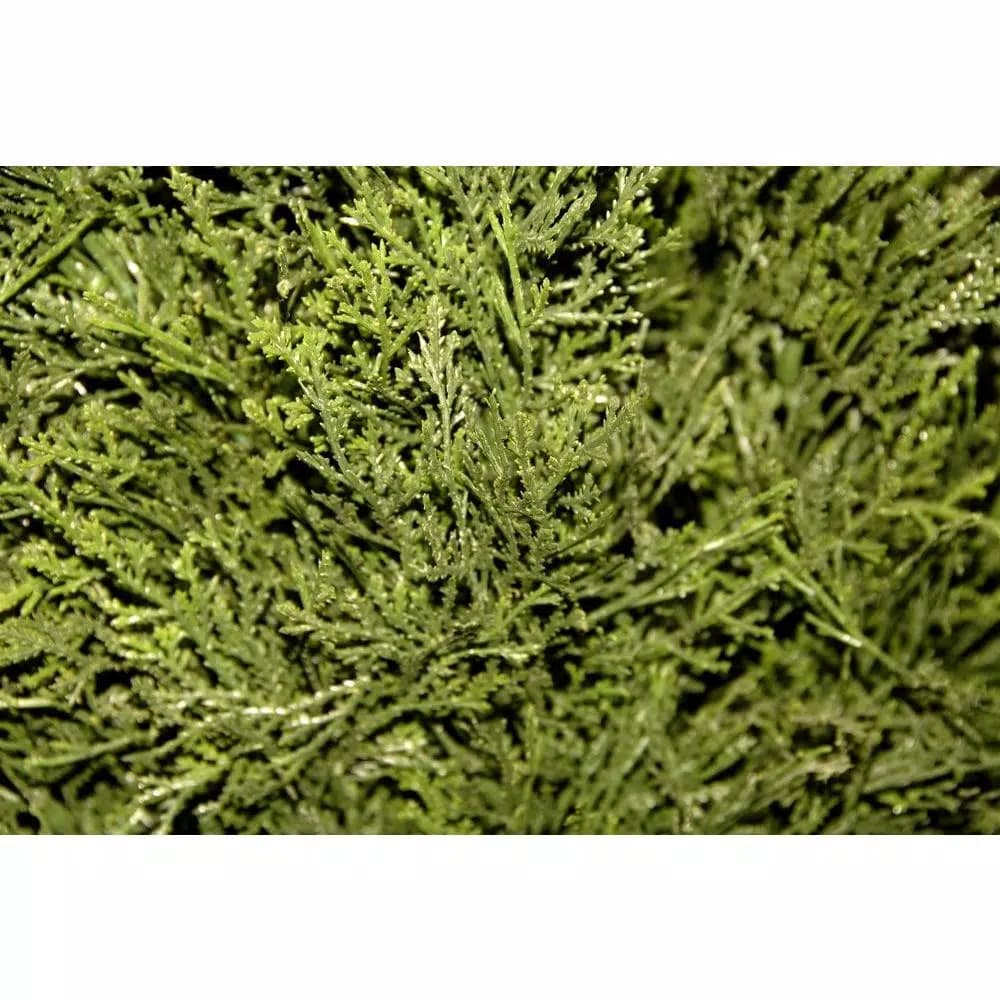 National Tree Company 5 ft. Artificial Juniper Cone and Ball Topiary Tree in Green Plastic Pot