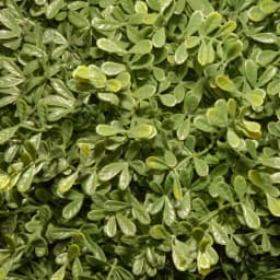 National Tree Company 30 in. Mini Tea Leaf 1 Ball Topiary in Green Round Growers Pot thumbnail 2