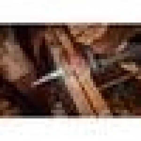 Milwaukee 9 in. 5 TPI Carbide Teeth Reciprocating Saw Blade for Nail-Embedded Wood (2-Pack)