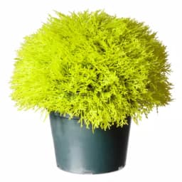 National Tree Company 15 in. Golden Juniper Bush with Green Pot - Artificial Evergreen Plant thumbnail 1