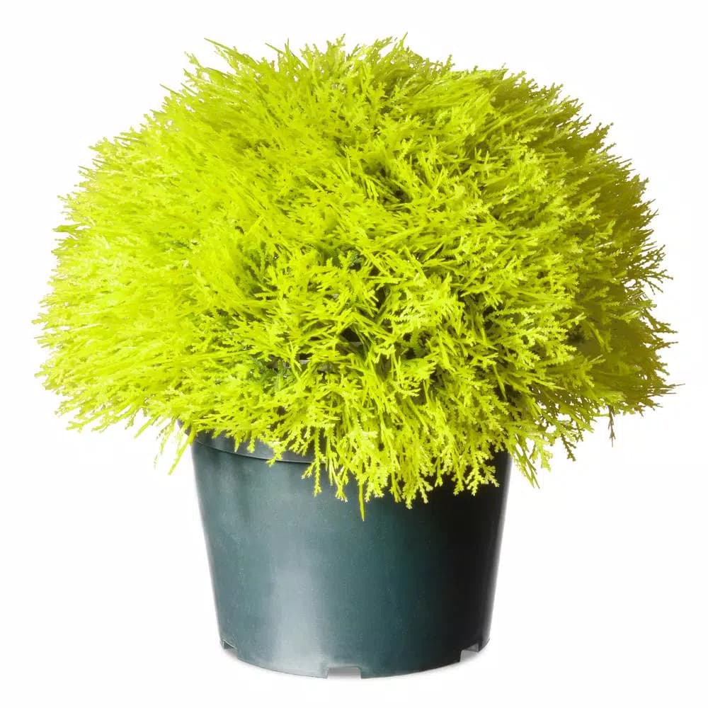 National Tree Company 15 in. Golden Juniper Bush with Green Pot - Artificial Evergreen Plant